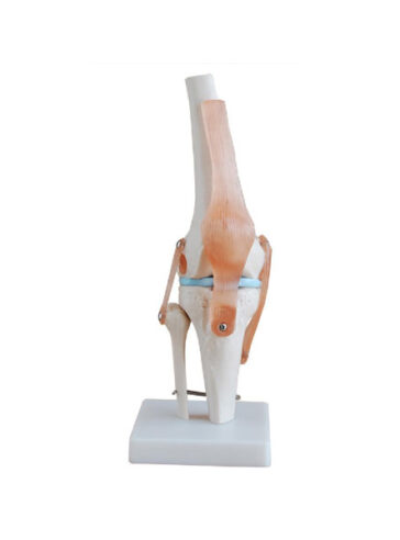 مجسم مفصل الركبة بالحجم الطبيعي
